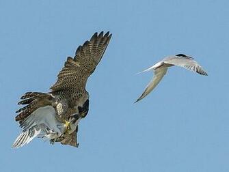 Peregrine Falcon Animals Birds Nature Wallpaper