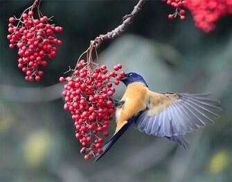 Most Lovely Birds New HD Wallpaper World