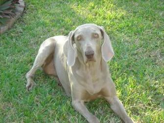 Weimaraner Toys The Dog Wallpaper Best