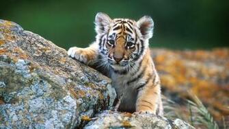 Baby Animal Wallpaper