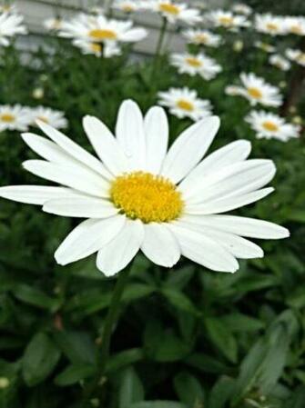 Daisy Background