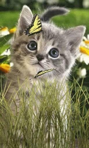 Butterfly Kitty Live Wallpaper For Android By Aniwidgets