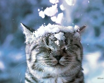 Wallpaper For HD Snowfall Snow Fall