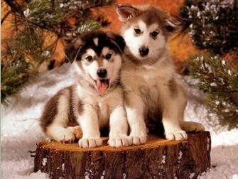 Christmas Wallpaper With Dogs O7634g5 Picserio