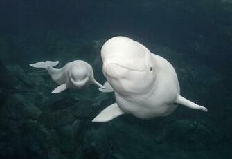 Georgia Aquariums Beluga Whales HD Wallpaper Background Image