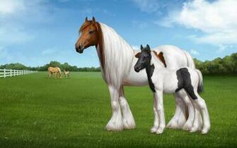Gypsy Horse HD Wallpaper Photos