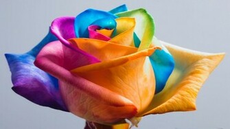Wallpaper Rose Flowers Rainbow Flower Jpg