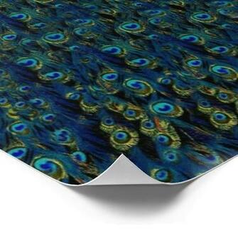 Vintage Pretty Peacock Bird Feathers Wallpaper Poster