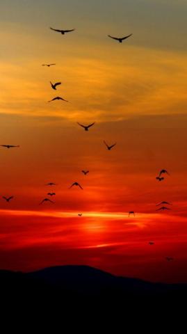 Birds In Sunset Wallpaper iPhone Android Desktop Background