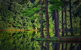 Forest Green Wallpaper