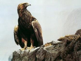 Golden Eagle Wallpaper HD In Animals Imageci