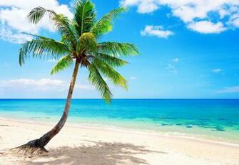 Gallery For Gt Palm Tree Beach Wallpaper HD