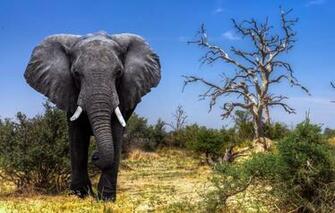 Wallpaper Africa Elephant Safari Botswana The Okavango Delta
