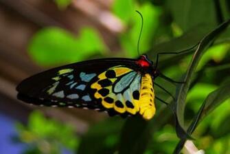 Colorful Butterfly Wallpaper Background HD With Resolutions
