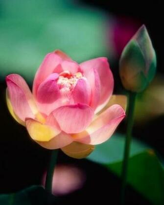Pink Lotus Flowers Flower HD Wallpaper Image Pictures Tattoos