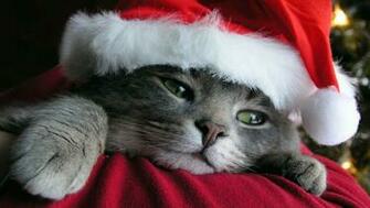 Cute Christmas Cat HD Wallpaper For iPhone