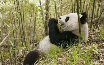 Wallpaper Of A Eating Panda Bear HD Bears