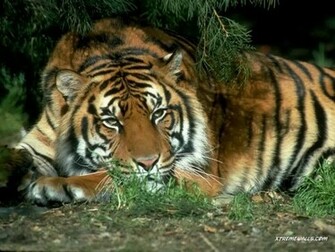 Animals Wildcats Wallpaper Info The Is Resized To Fit
