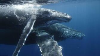 Humpback Whale Mother And Calf HD Wallpaper Creative Pics