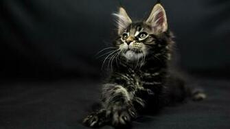Maine Coon HD Wallpaper