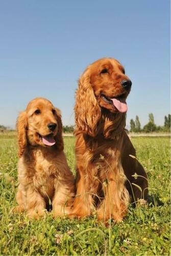Cocker Spaniel Wallpaper App For And Set One Of The