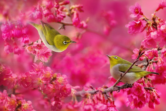 HD Birds Wallpaper