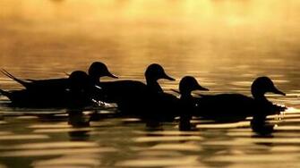 Ducks Unlimited Wallpaper