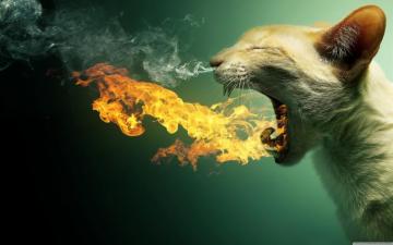 Flaming Cat Ultra HD Desktop Background Wallpaper For 4k UHD Tv