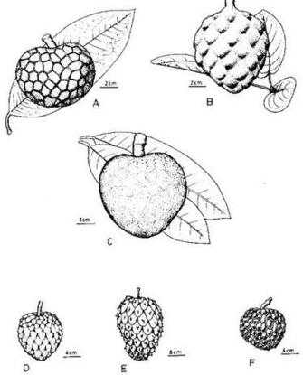 Sidra Tree Botanical Name Image Search Results