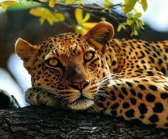 Calm Leopard On A Wood Wild Animal