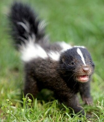 Skunk HD Wallpaper