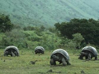 Wallpaper Tortoise HD