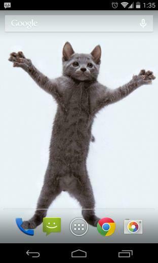 Awesome And Cat Wallpaper For Android