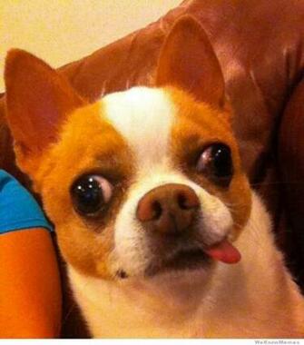 Derpy Dogs Pics Weknowmemes