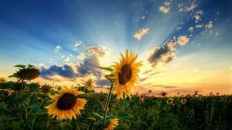 Sunflowers At Sunset Wallpaper Blumen 3d