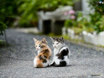 Cats Wallpaper