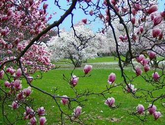 Spring Scenes Wallpaper
