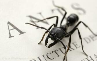 Insect Wallpaper