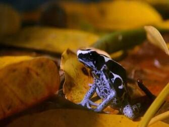 Blue Frog Screensaver Screensavers