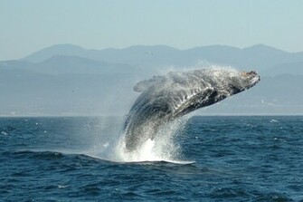 File Jumping Humpback Whale Jpg Wikipedia The Encyclopedia