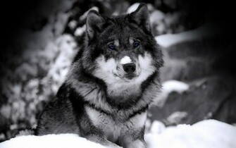 Wolf Wolves
