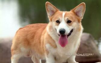 Pembroke Welsh Corgi Wallpaper High Resolution And