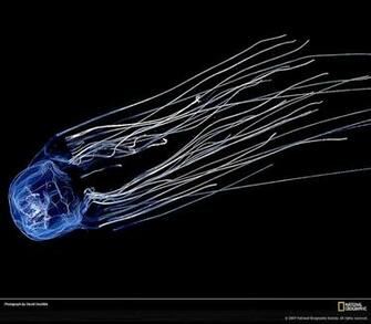 Box Jellyfish HD Wallpaper Record