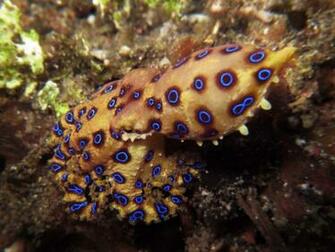 Blue Ringed Octopus Wallpaper Image Pictures Becuo
