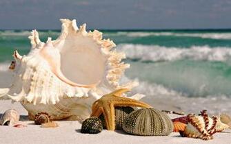 Computer Shells Wallpaper Desktop Background Id