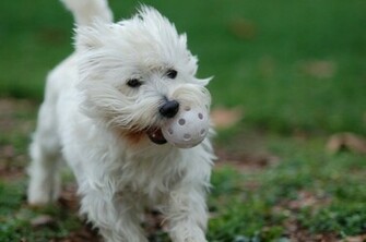 Westies Wallpaper Image Pictures Becuo