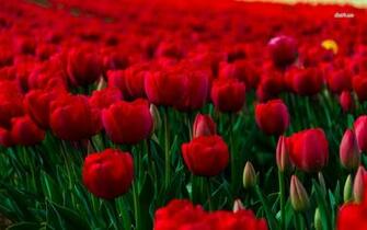 Field Of Red Tulips Wallpaper Flower