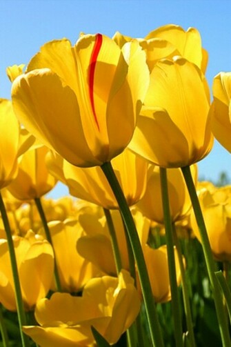 Yellow Flower iPhone HD Wallpaper