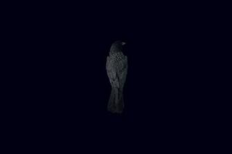 Wallpaper Black Background Bird Raven Minimalism