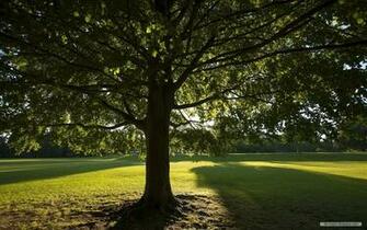 Wallpaper Nature Sunshine And Trees